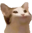 Popcat1